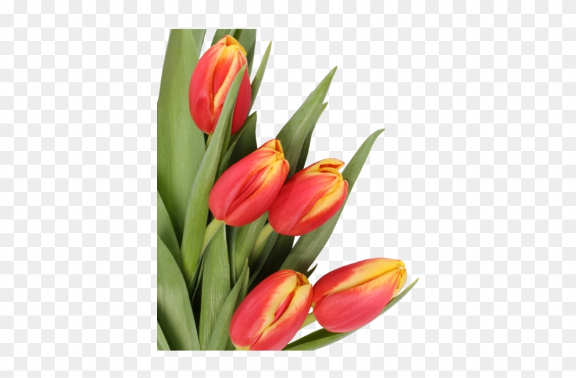 Png Lale, Png Tulips, Png Lale Resimleri, Png Tulips - Sveikinimai Motinos Dienos Proga #464624