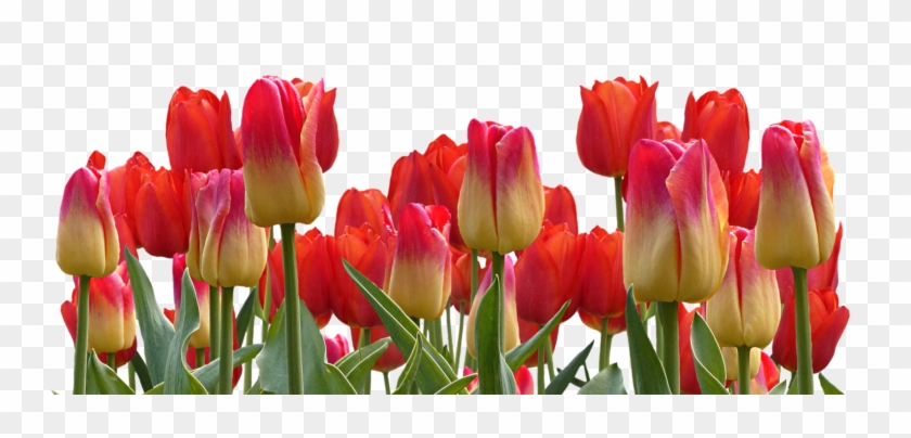 What Do Tulips Remind You Of - Thanks With Flowers #464630