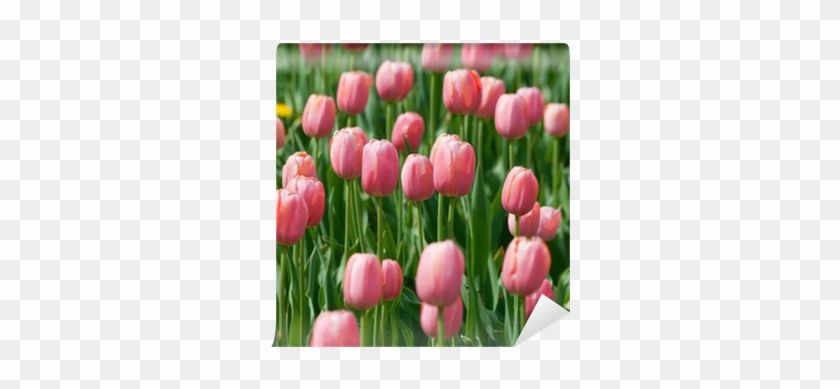 Source - - Rosoideae #464631