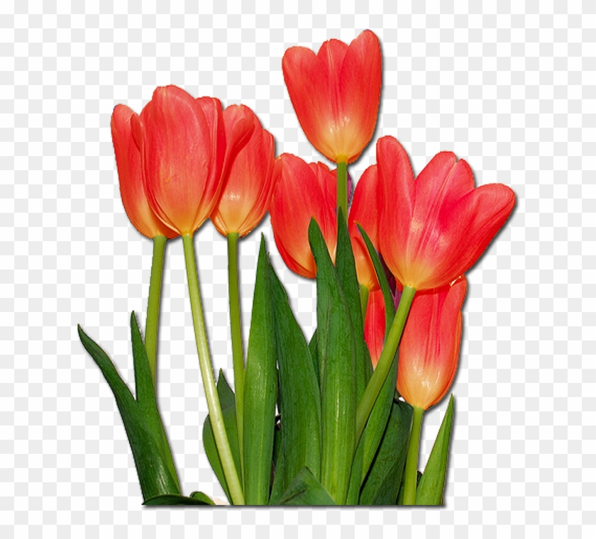 Tulipanes De Colores Png - Tulips Flowers #464632