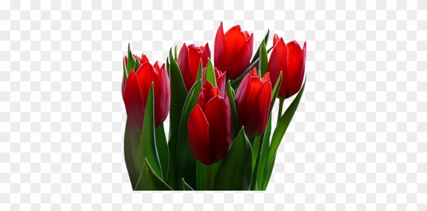 [ Img] - Jpeg #464638