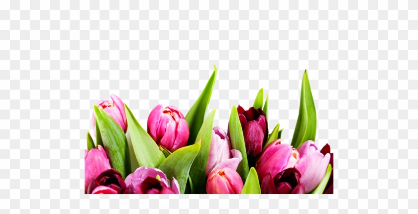 Png Lale Resimleri, Tulip Png Pictures - Mother's Day Email Template #464640