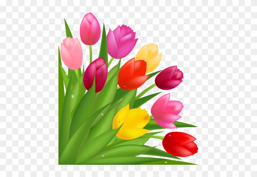 Pink Tulips - Background Vector Flower Tulip #464641