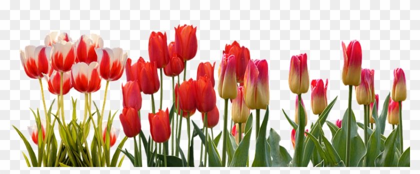 Spring Parade Of Tulips - Tulip Png #464644