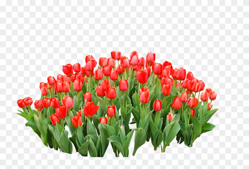 Tulip Red Flower - Png Red Tulup #464649