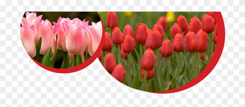 Pretty Tulips - Tulip #464657