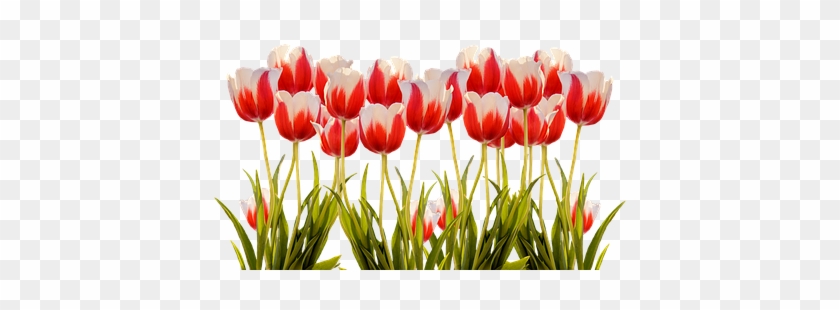 Tulips, Spring, Nature, Flower, Flowers - Tulip Field Png #464667