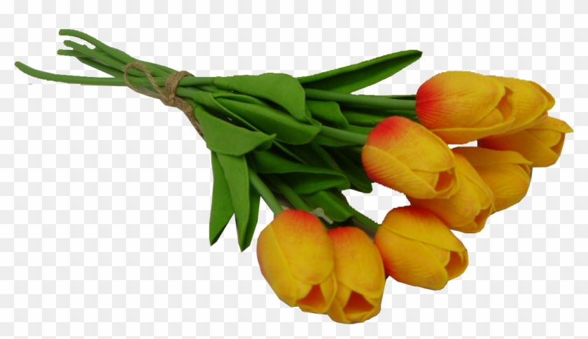 Orange Tulip Bundle - Business #464716