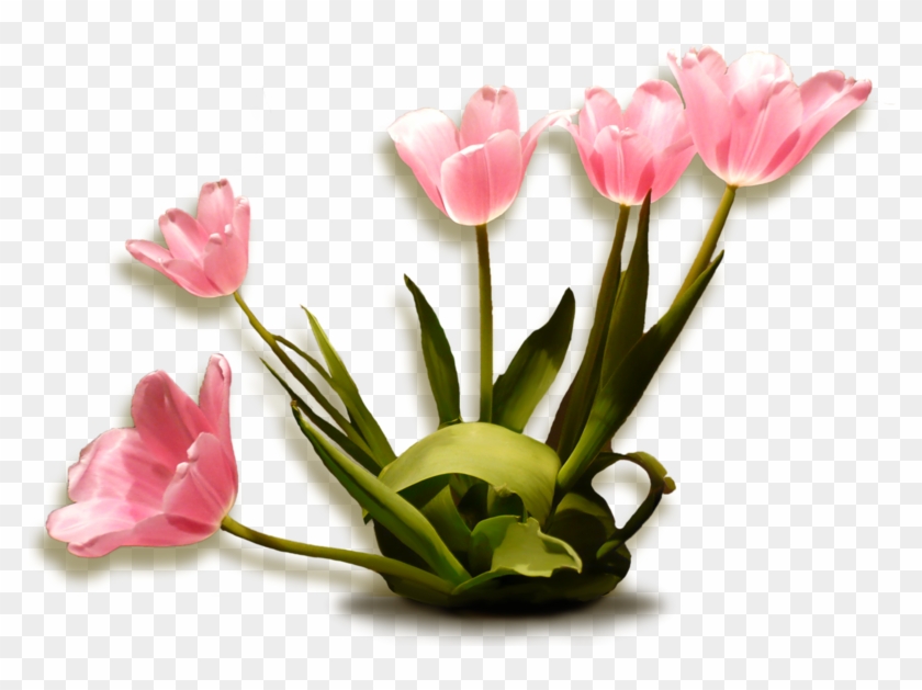 Tulips,тюльпаны - Tulip #464738