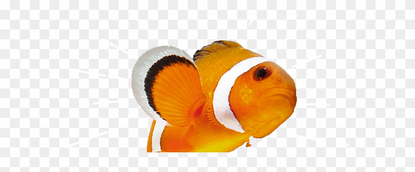 Picture Of Fish - Fishes Oceans Aqua Big Rapids #464795