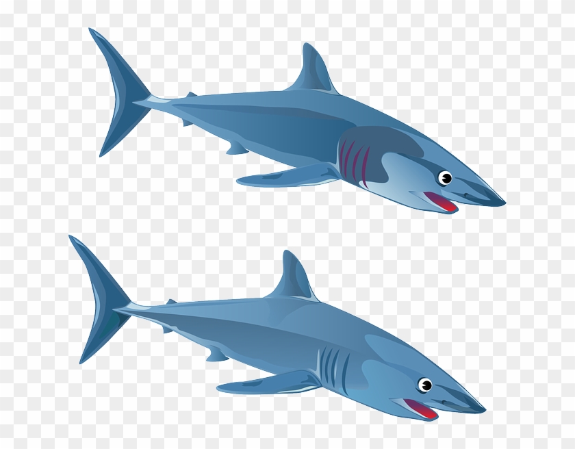 Shark Fish Animal Blue Ocean Sea Maritime Gambar  