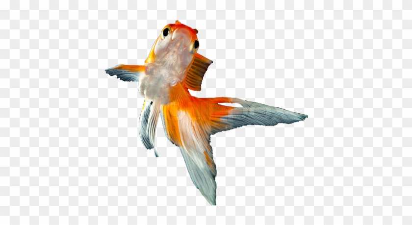 New Goldfish - Gold Fish In Png #464949