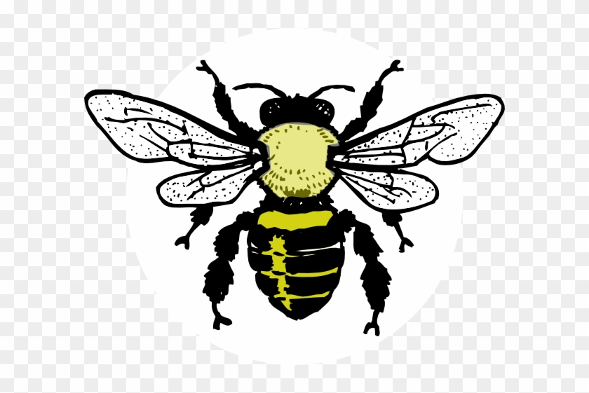 Little Bee Clip Art At Clker - Parts Of Honey Bee #466015