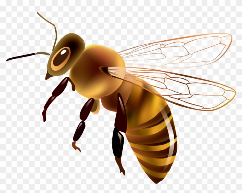 Western Honey Bee Euclidean Vector Drawing Clip Art - Bee #466052