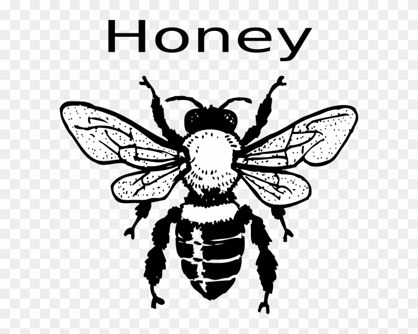 Free Honey Bee Clip Art Images Free Vector Honey Bee - Honey Bee Black And White #466060