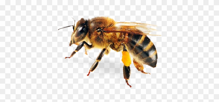 Foul Brood Quiz - Honey Bee Pillow Case #466065