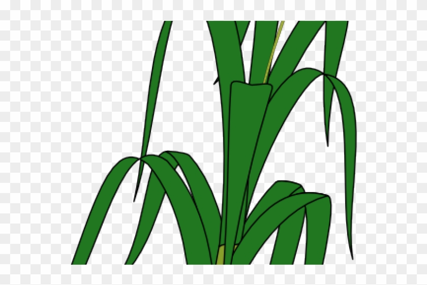 Drawn Wheat Palay - Wheat Plant #466286