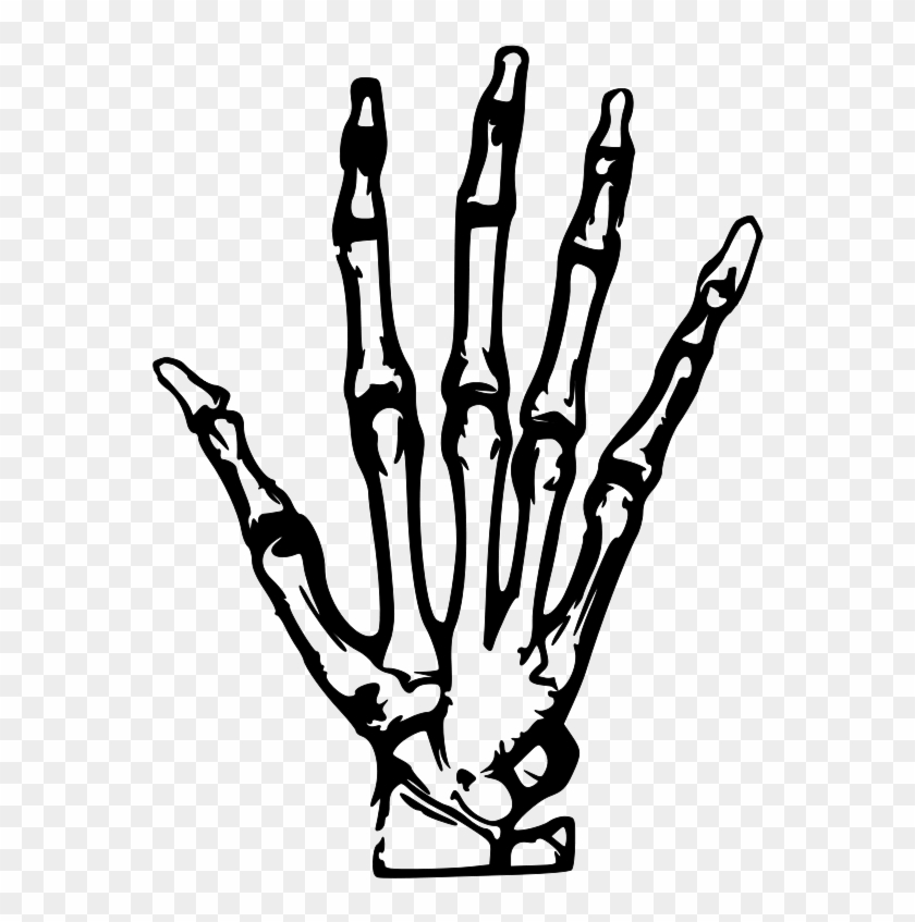 Hand X Ray Svg Vector File, Vector Clip Art Svg File - Skeleton Hand Clip Art #466895