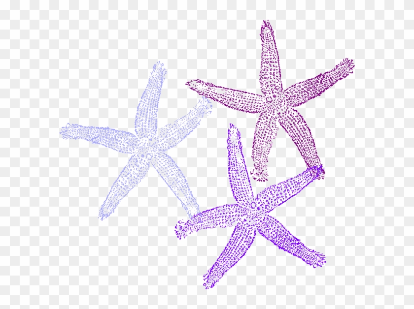 Purple Starfish Clipart - Blue And Purple Starfish #468348