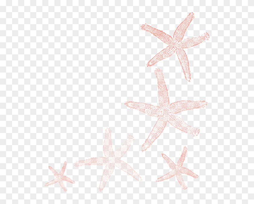 Starfish #468353