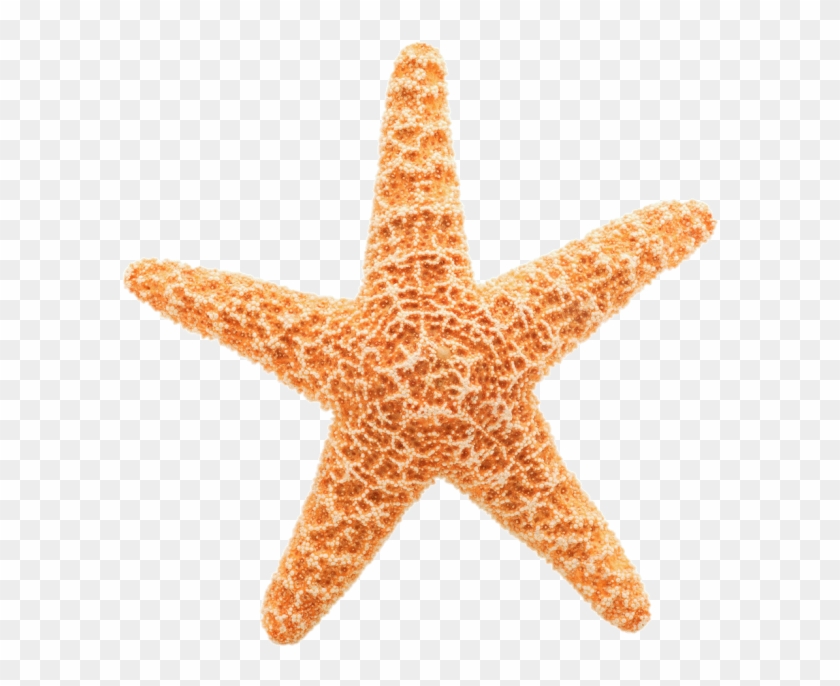 Pin Starfish Clipart Transparent Background - Star Fish White Background #468465