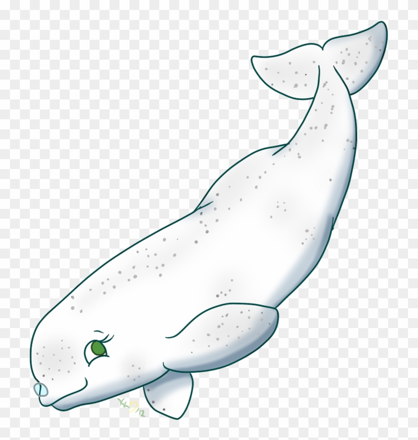 Cute Beluga Whale Drawing #468492