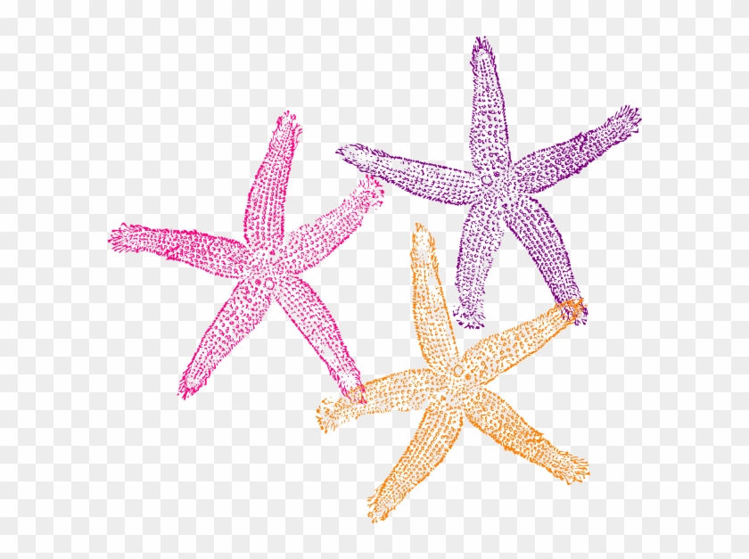 Starfish Clipart Border - Transparent Background Starfish Png #468553