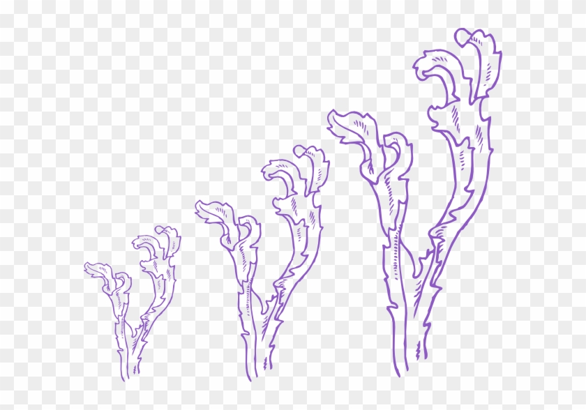 Seaweed Coloring Page - Seaweed Clip Art #468594