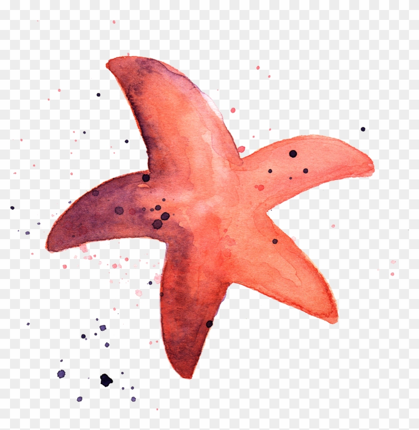Dolphin Star Fish By Chrystal Elizabeth - Dolphin Star Fish By Chrystal Elizabeth #468678