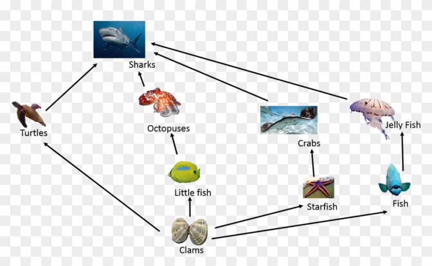 Food Chain In Great Barrier Reef #468680