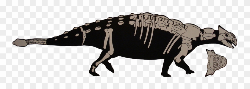 Ankylosaurus Was A Large, Armoured Dinosaur Within - Ankylosaurus Size To Triceratops #468705