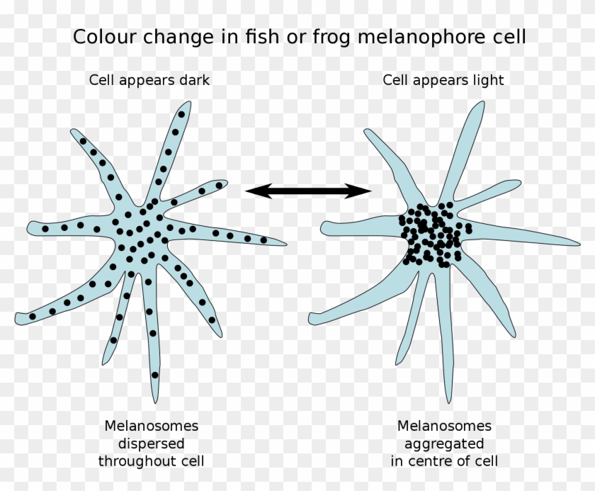 fish outlines for children 4 buy clip art chromatophore fish outlines
