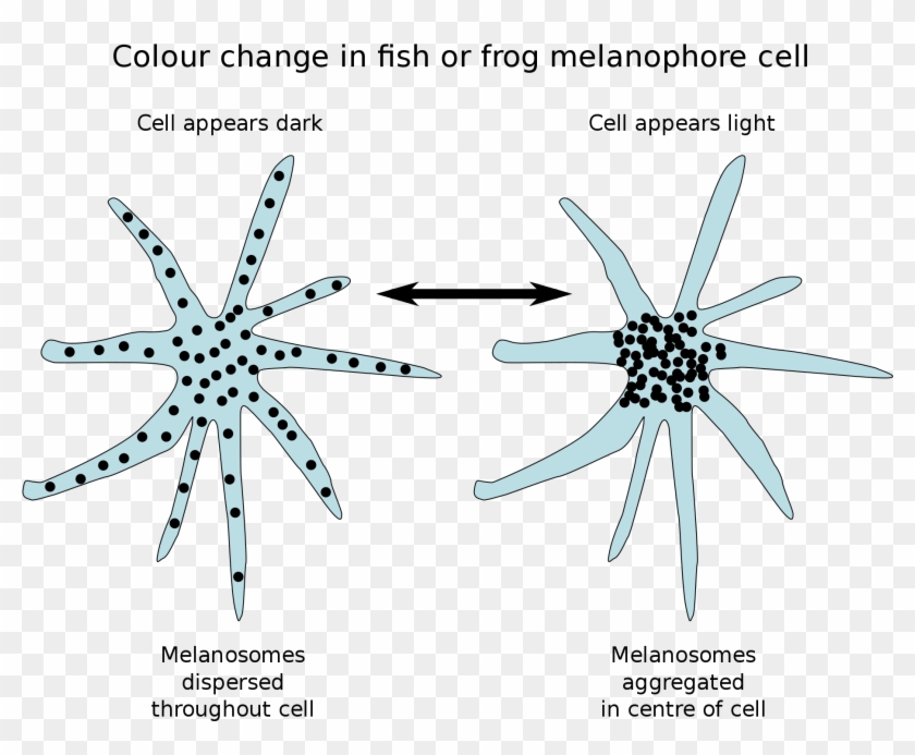 Fish Outlines For Children 4, Buy Clip Art - Chromatophore #468778