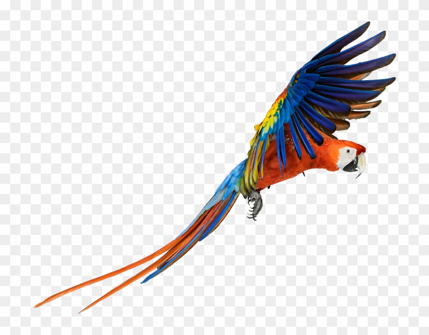 Macaw Clipart Beautiful Bird - Macaw Png #468872