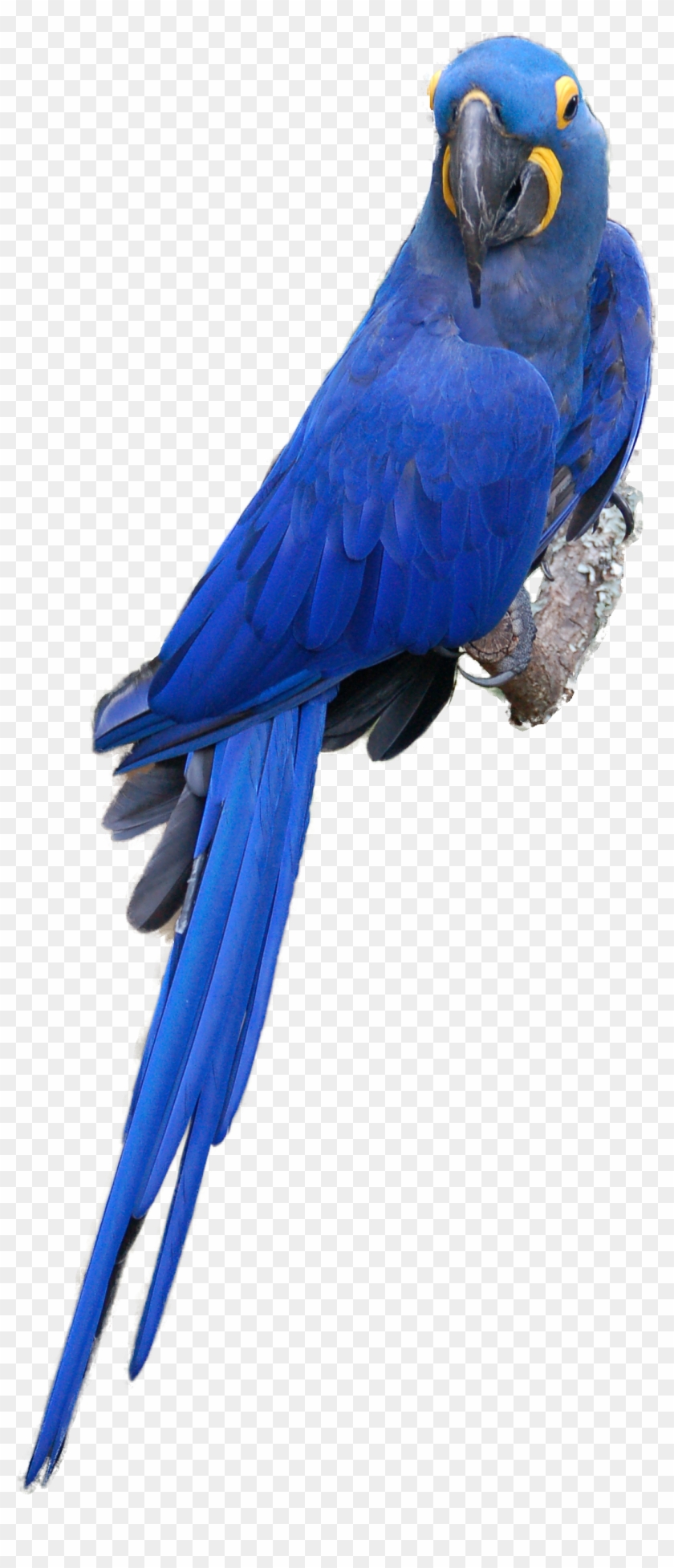 Scarlet Macaw Clipart Blue Macaw - Blue Ara Parrot Png #468875