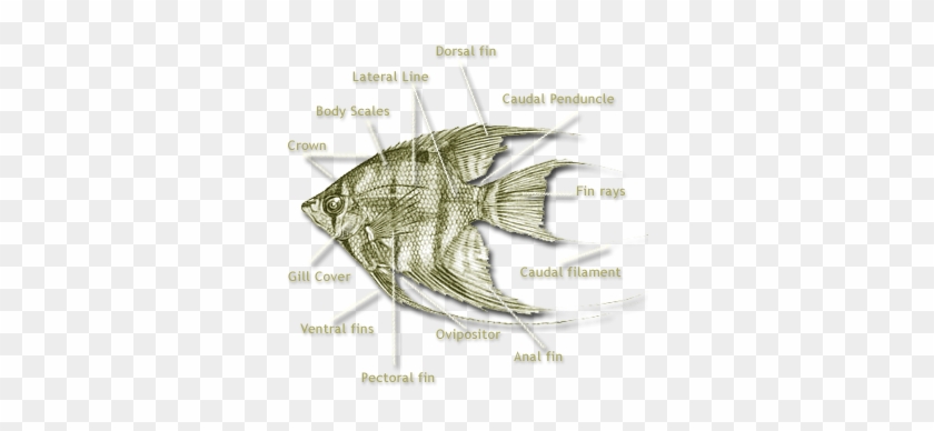 Angelfish Clipart Fish Fin - Angelfish Anatomy #468877