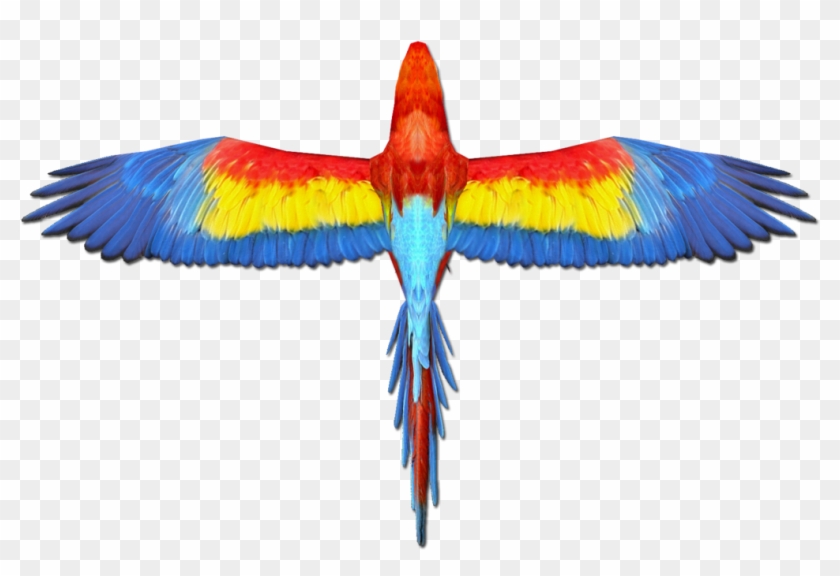 Updated Scarlet Macaw Wings By Grandechartreuse - Scarlet Macaw #468889