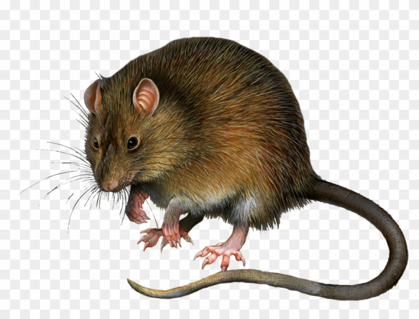 Png - Rat Png #469417
