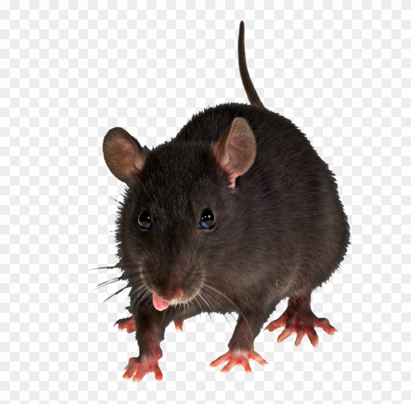 Mouse Rat Png Image - Rats With Transparent Background #469454