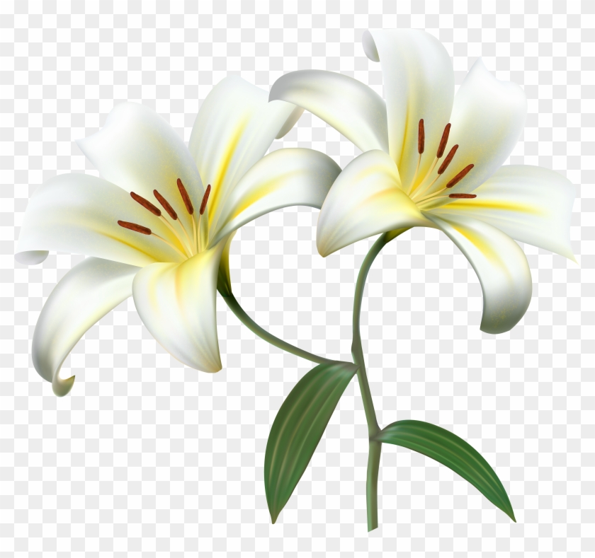 White Lilium Flower Decorative Transparent Image - White Lilium Flower Decorative Transparent Image #469744