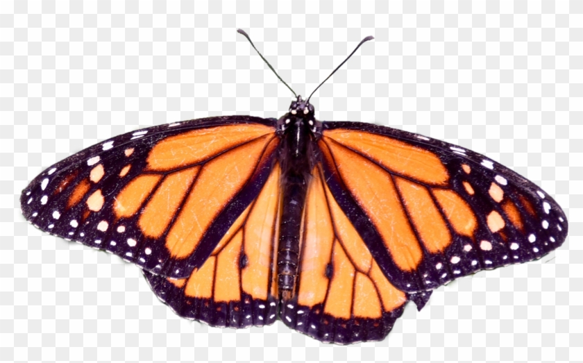 Butterfly Png By Becky87williams Butterfly Png By Becky87williams - Angangueo #469835