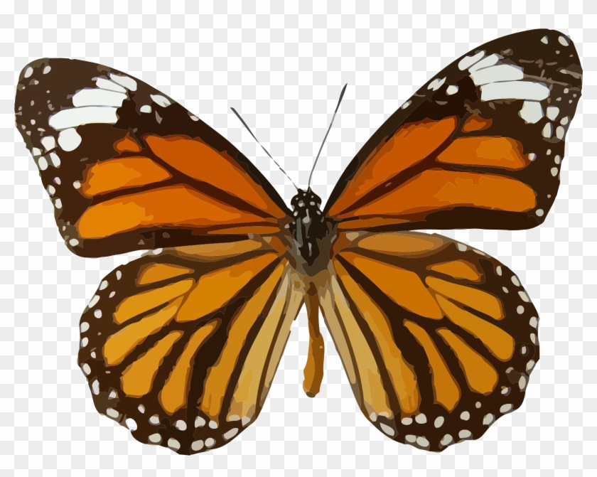 Big Image - Brown And Orange Butterfly #469841