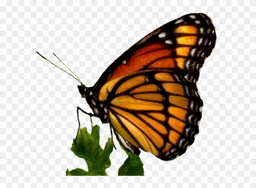 Giant Swallowtail, Viceroy Monarch Butterfly - Poem To A Butterfly By William Wordsworth #469857