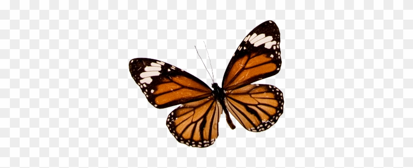 Butterfly Png - Art Print: Monarch Butterfly Study : 24x18in #469875