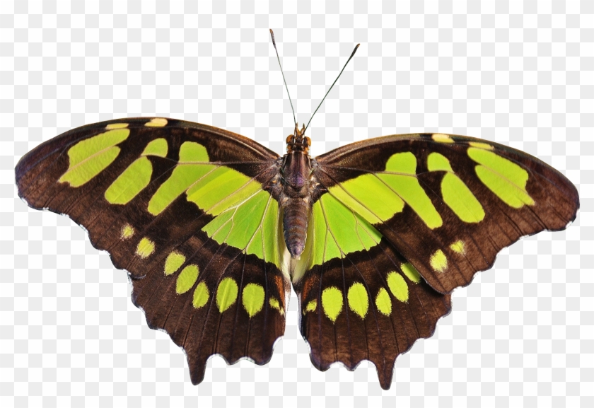 Butterfly Png Transparent Image - Png Transparent Butterfly Transparent #469886