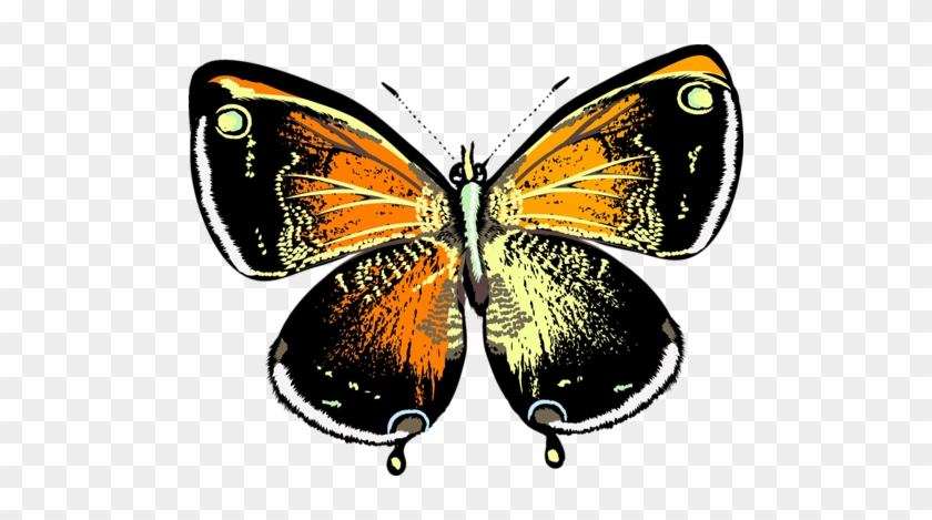 Png Kelebek Görselleri Butterfly Png - Large Copper #469899