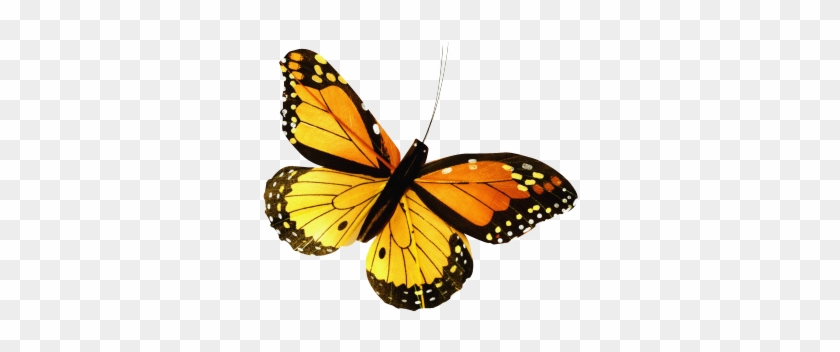 Butterfly - Butterfly #469912