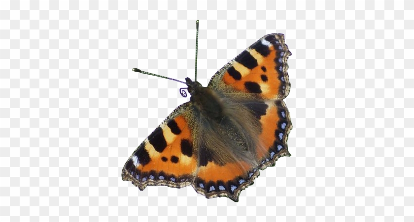 Red Admiral Butterfly Transparent Png Image - Letting Go: Taking Control By Letting Go #469934