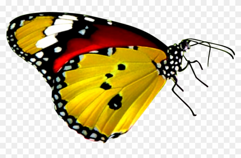 Download Png Balloon Image - Black Yellow Red Butterfly #469944