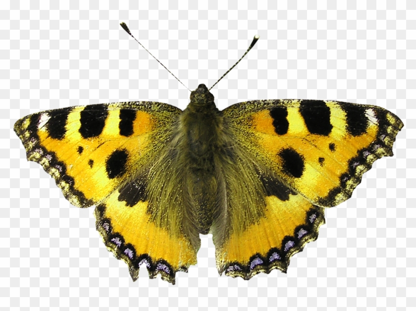 Isolated Butterfly Butterfly Png Image - Difference Between A Moth #469948